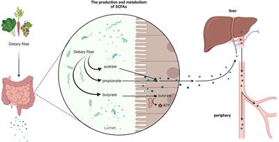 Potential of gut-derived short-chain fatty acids to control enteric pathogens